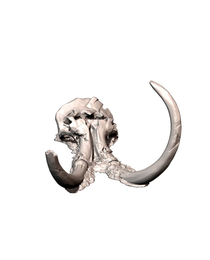 Dead Giant Mammoth Head - B | Txarli Factory | Ogre Terrain